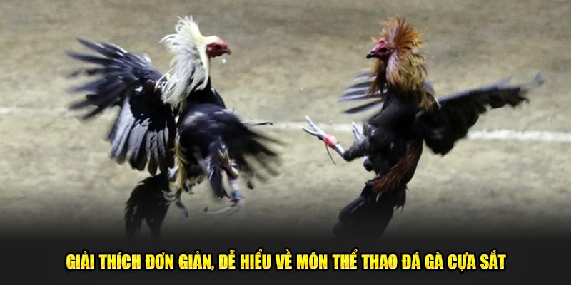 Giải thích đơn giản, dễ hiểu về môn thể thao đá gà cựa sắt