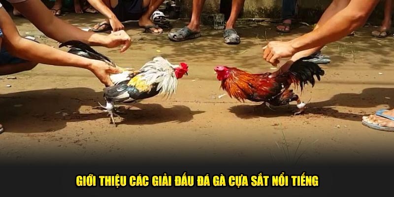 Giới thiệu các giải đấu đá gà cựa sắt nổi tiếng