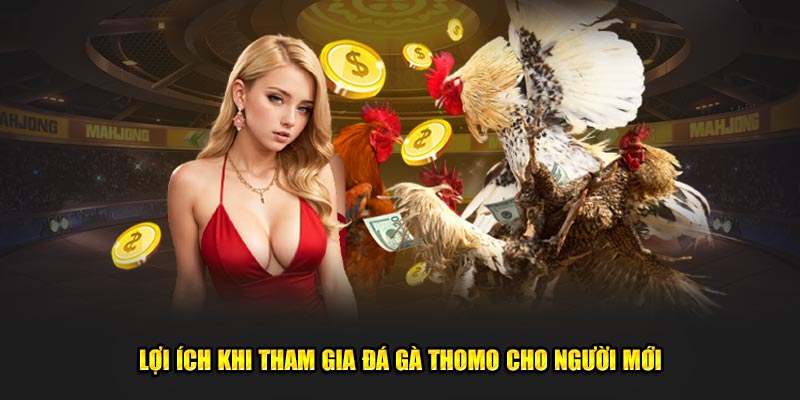 Lợi ích khi tham gia đá gà thomo cho người mới