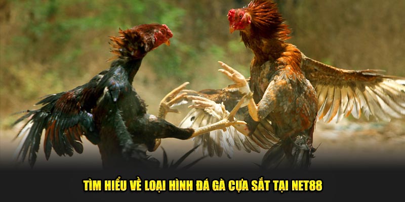 Tìm Hiểu Về Loại Hình Đá Gà Cựa Sắt Tại Nhà Cái Net88